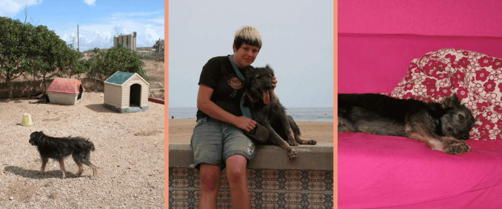 Ulli von Dog It Right adoptiert Straßenhund Paco aus einem Tierheim in Spanien