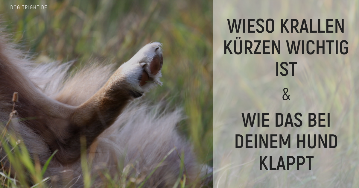 Kennenlernen von hunden