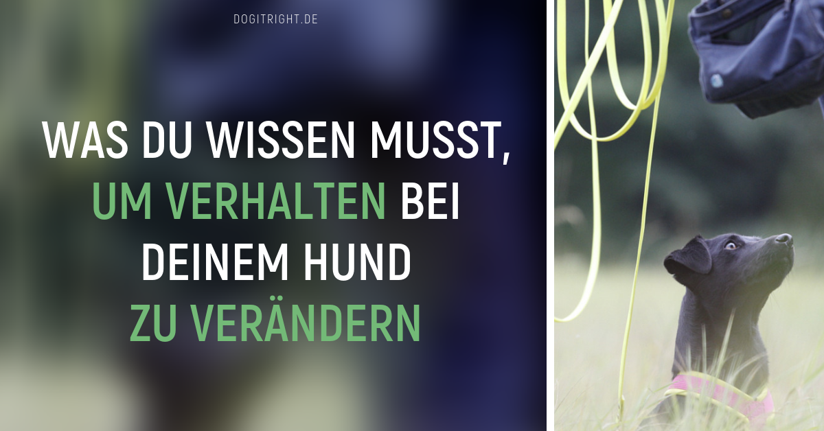 anal plug kette Hundespiele gegen Stress