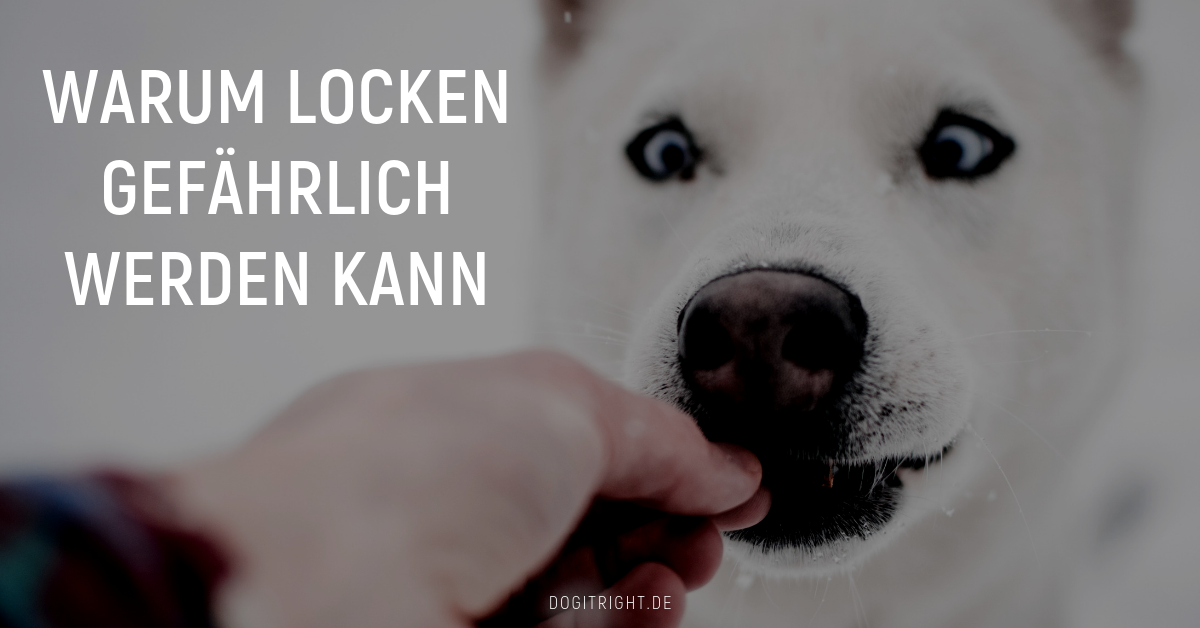 Warum es gefährlich sein kann, einen Hund zu locken Ulrike Seumel
